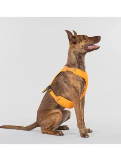 Paikka Hunde<Hundegeschirr in Orange