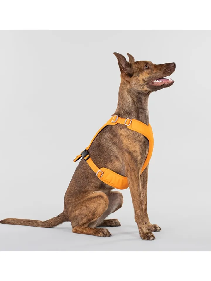 Paikka Hunde<Hundegeschirr in Orange