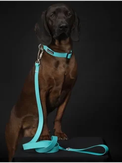 Paikka Hunde<Hundeleine "Glow" in Türkis