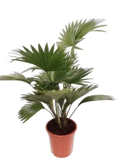 MeinVIPShop Pflanzen & Zubehör<Livistona Palme 90cm XXL