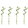 MeinVIPShop Pflanzen & Zubehör<Lucky Bamboo 50cm 4er spiral Bambus