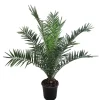 MeinVIPShop Pflanzen & Zubehör<Phoenix canariensis Dattelpalme 75cm XXL
