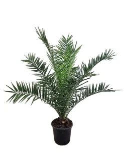 MeinVIPShop Pflanzen & Zubehör<Phoenix canariensis Dattelpalme 75cm XXL