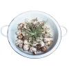 MeinVIPShop Dekoschalen<Retro Schüssel mit Muscheln und Tillandsia