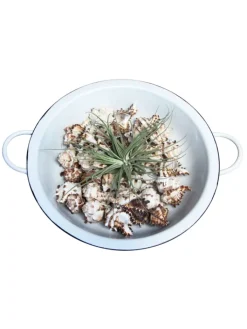 MeinVIPShop Dekoschalen<Retro Schüssel mit Muscheln und Tillandsia