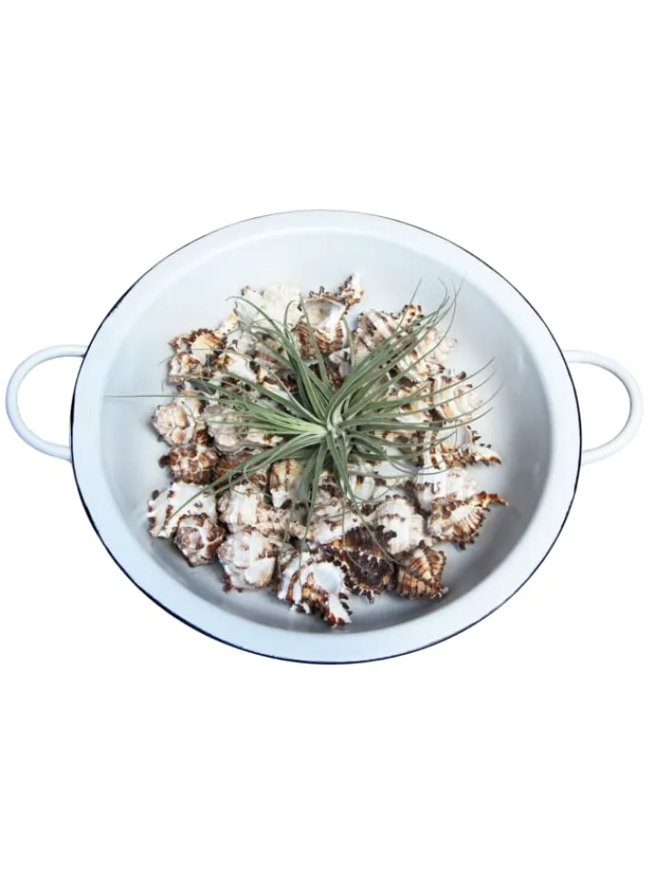 MeinVIPShop Dekoschalen<Retro Schüssel mit Muscheln und Tillandsia