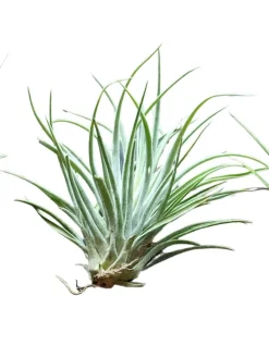 MeinVIPShop Dekoschalen<Retro Schüssel mit Muscheln und Tillandsia