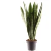 MeinVIPShop Pflanzen & Zubehör<Sansevieria zeylanica 45cm Zimmerpflanze