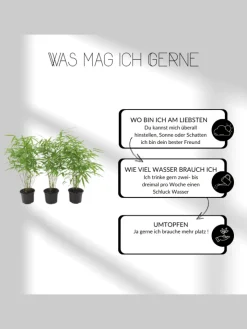 NatureNest Pflanzen & Zubehör<Set mit 3 Bambuspflanzen Fargesia Rufa