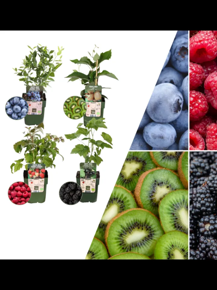 NatureNest Pflanzen & Zubehör<Sommerfrüchte BIO-Obstpflanzen-Mix-Set mit 4 verschiedenen Sorten