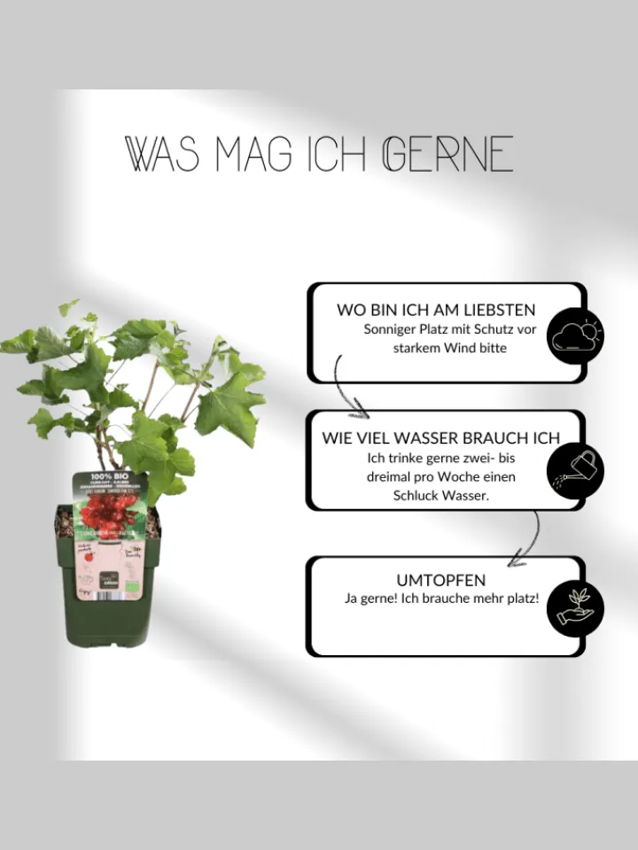 NatureNest Pflanzen & Zubehör<Sommerfrüchte BIO-Obstpflanzen-Mix-Set mit 4 verschiedenen Sorten