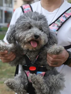 Paws&Whiskers Hunde<Tiertrage in Schwarz/ Bunt
