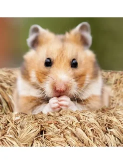 relaxdays Kleintiere<5-tlg. Hamsterzubehör in Natur
