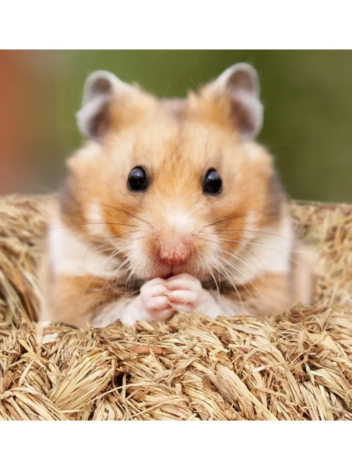 relaxdays Kleintiere<5-tlg. Hamsterzubehör in Natur
